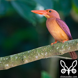 かわええのー。

トリミング。