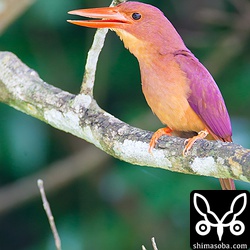 いつも声だけ聞こえてた個体。大声でさえずっていました。音声もバッチリ録れたので後ほどアップします!!