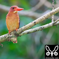 いつも留らない木にとまった。どうしたんだろう?