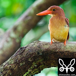 昨年の個体_ と一緒。シャッタースピード1.3秒!! そう、絞りをまちがえたの…。

.. _昨年の個体: http://shimasoba.com/blog/photo/122/