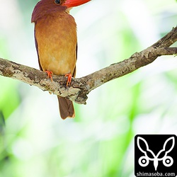 リュウキュウツミが近くに営巣してるので、上空をツミが飛ぶたびにおびえるアカショウビン。