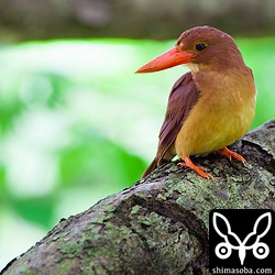 シャッタースピード1/6。くらーい。