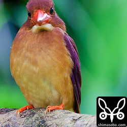 正面は、あんまりかわいくないかな…。