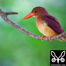 この赤紫は構造色なんだよ。本土のアカショウビンよりかなり紫がきついです。