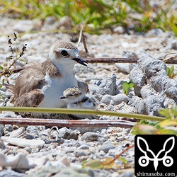 2羽孵っています。もう一つの卵は明日孵るのかな?