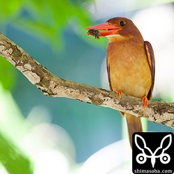 蝉の幼虫をつかまえた。