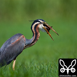 なんどもチャレンジして飲み込みました。