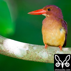 暑いので、日陰で休憩。