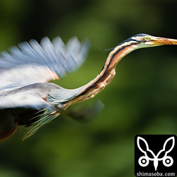 スッポンを飲み込んだら再び川の方へ…。