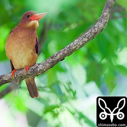 メスのアカショウビン。