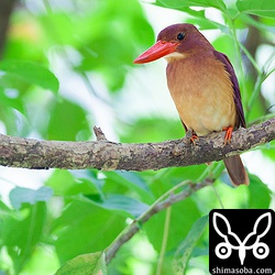 メスの方が顔つきがかわいらしいですね。