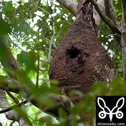 観察しやすいアカショウビンの巣。オスは、ここから数十メートル離れた場所にいました。