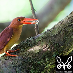 19時前ともなると、捕る獲物が羽化したてのセミ。柔らかくてうまそー。