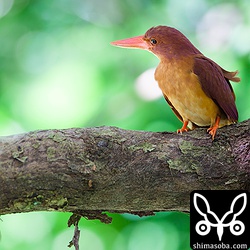 かわいいねー。