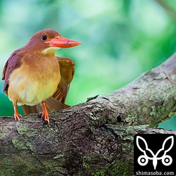 羽繕いのあとのストレッチ。