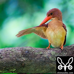 羽繕いするアカショウビン。