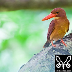 オスのアカショウビン。