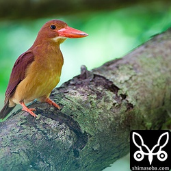 メスのアカショウビン。