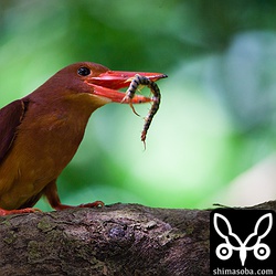 ムカデはアカショウビンの大好物。