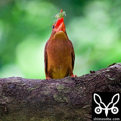 羽化したばかりのセミ。幹に叩き付けすぎて頭がとれてます…。