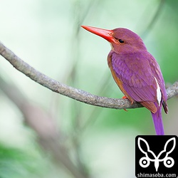 ちょっと疲れたのかしばし休憩。