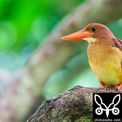 こちらはあぶれてるメス。縄張りのオスに見つかるたびに追いかけ回されてる…。