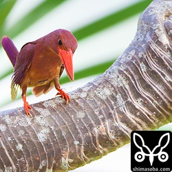 獲物の気配を感じて興奮気味のオス。