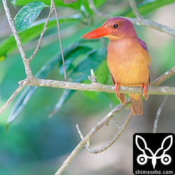 メスのアカショウビン。距離がつめられない場所なのでエクステンダーかまして、なおかつトリミング。