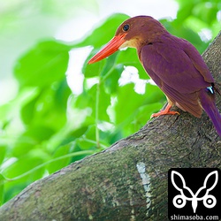 このアカショウビンは場所移動中にたまたま飛んできた。たぶん、いつものアカショウビンのオス。