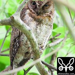 オスのリュウキュウコノハズク。