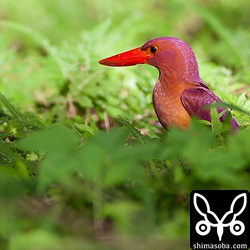 オスのアカショウビン。直射日光があたるといまいちだな…。