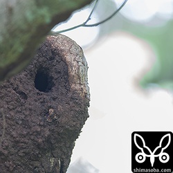 なかなか立派な巣でした。