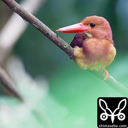 子育て中でお疲れ気味。枝に座って休んでいました。この1週間で上のくちばしが欠けてしまったようです。