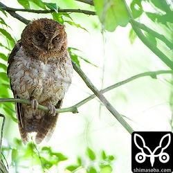 コノハズクのメスと思われます。