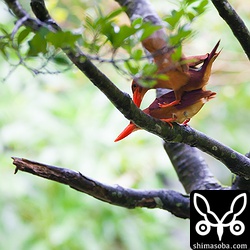 交尾も確認できました。数日後には産卵することでしょう!!