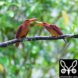 ISO1600でシャッタースピードが1/25でしかきれんかったんで被写体ぶれ…。早くEOS-1D X来ないかなー。