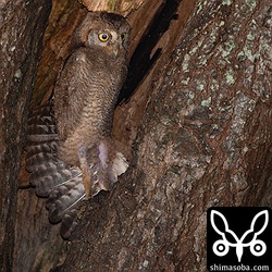 巣立ち前のストレッチ!!まるっこくてどんくさそうなコノハズクですが、この写真でわかるように体に較べて非常に翼が長いです。飛翔する姿は、タカと見まごうほどの俊敏さです。また、羽毛の表面がビロードのような細かい羽毛で覆われていて風切り音をさせずに飛べます。