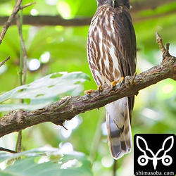 ビー玉のような目。