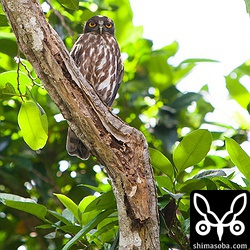 上の個体とは別の場所で営巣しているアオバズク。相方は見つけられませんでした…。200mmしか持っていかなかったので、遠いです。