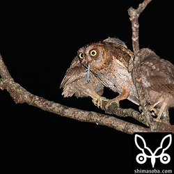 真ん中でヤモリをくわえているのが親鳥です。