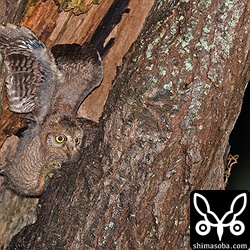 羽ばたきの練習をしています。