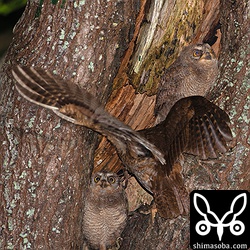 親鳥から餌をもらうコノハズクのヒナ。獲物はアシダカグモです。