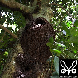アカショウビンの営巣も2カ所見つけました。平坦な竹富島は鳥を探すのが簡単です。