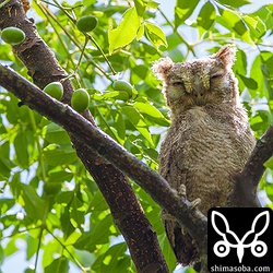 巣立った2羽のうちの1羽です。親よりもまるっこくてかわいらしいです。