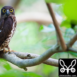 多分、オスのリュウキュウアオバズク。