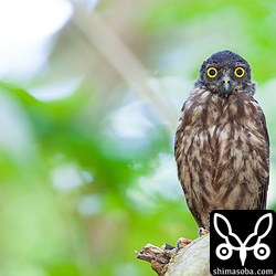 一番遅生まれのリュウキュウアオバズクのヒナ。まだ、飛べないようで低い木(2mぐらい)に留まっていました。