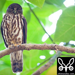 多分、メスのリュウキュウアオバズク。