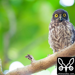 多分、一番早生まれのリュウキュウアオバズクのヒナ。