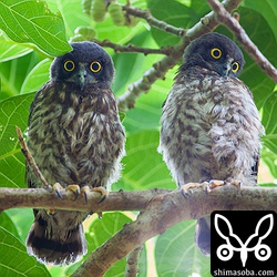 巣立ちした3羽のうちの2羽。もう1羽は若干成長が遅れている模様。