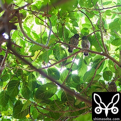 親鳥1羽と巣立ちビナ3羽。